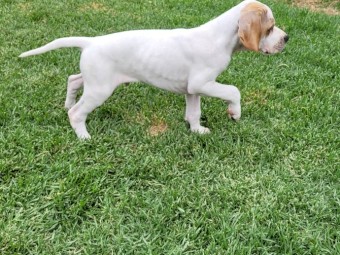 Pointer Pups