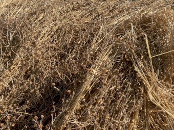 40 x Oaten Straw 500kg 8x4x3 Bales (New Season 22/23)