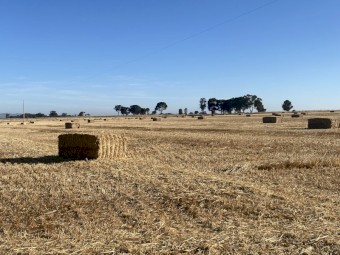 40 x Oaten Straw 500kg 8x4x3 Bales (New Season 22/23)