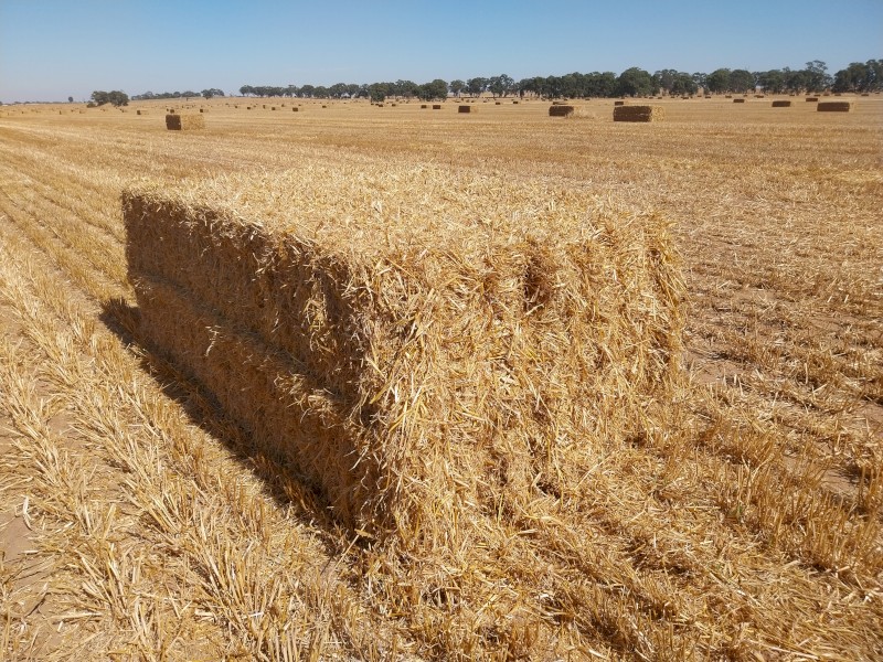 230mt Barley Straw 446kg 8x4x3 Bales (New Season 22/23)