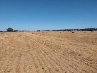 230mt Barley Straw 446kg 8x4x3 Bales (New Season 22/23)