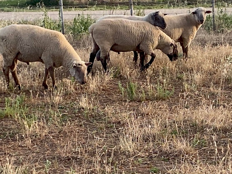 South Suffolk Flock Rams