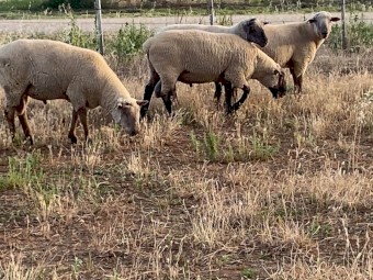South Suffolk Flock Rams