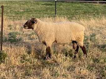 South Suffolk Flock Rams