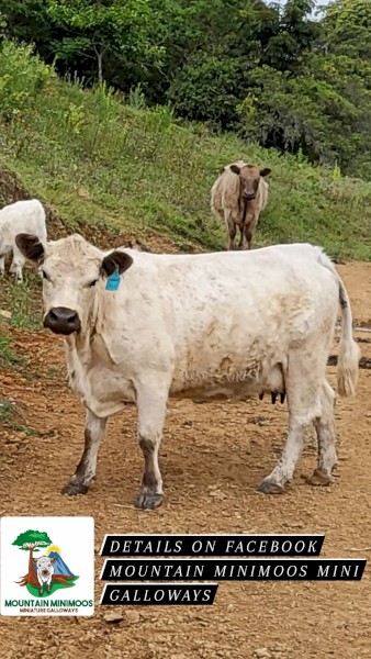 Registered Full Blood Miniature Galloway with Steer Calf At Foot