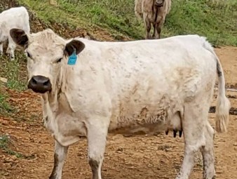 Registered Full Blood Miniature Galloway with Steer Calf At Foot