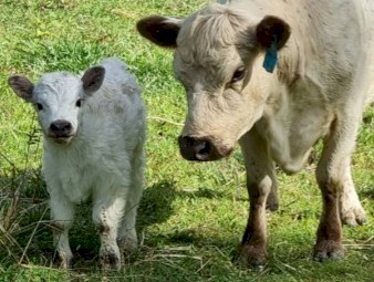 Registered Full Blood Miniature Galloway with Steer Calf At Foot