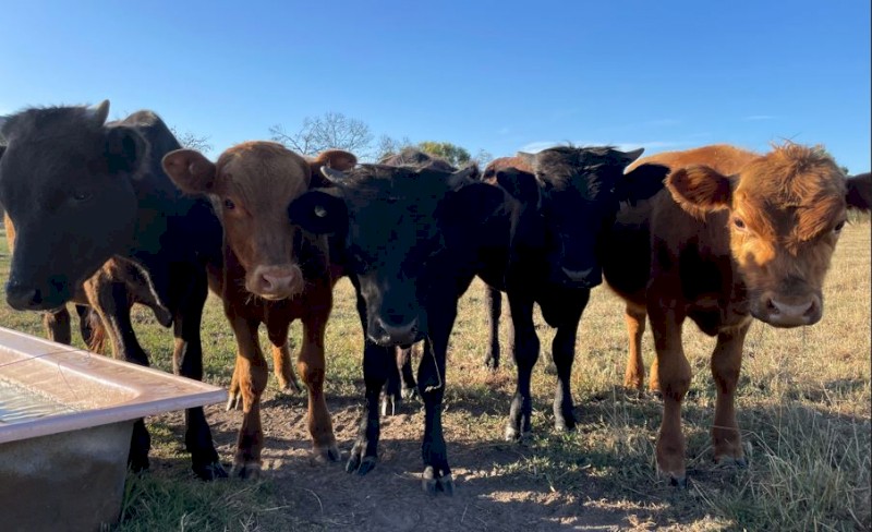 Dexter X  Calves dropped April 2022