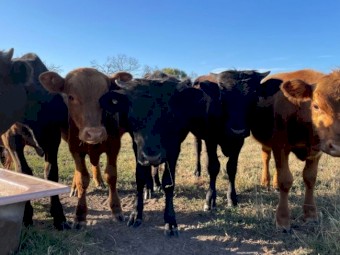 Dexter X  Calves dropped April 2022