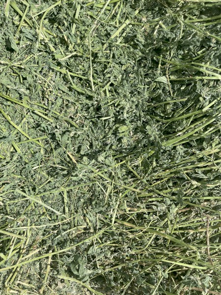 Prime Lucerne Small Squares - Equine Quality 