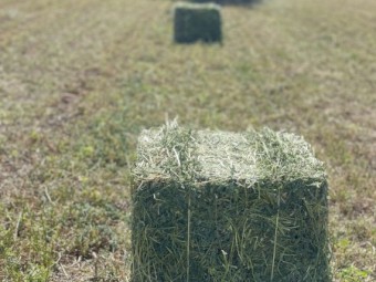 Prime Lucerne Small Squares - Equine Quality 