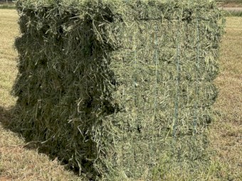 Prime Lucerne Small Squares - Equine Quality 