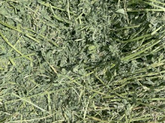 Prime Lucerne Small Squares - Equine Quality 