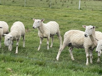 Border Leicester Rams