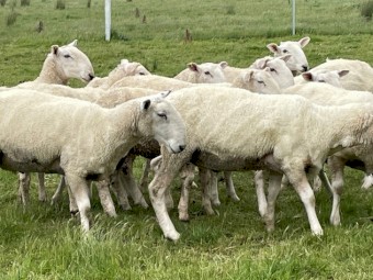 Border Leicester Rams