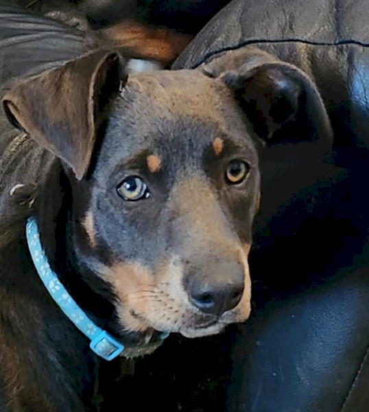 Kelpie pups 3 Male 5 Female