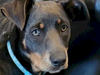 Kelpie pups 3 Male 5 Female