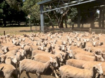 500 shorn Second X Lambs