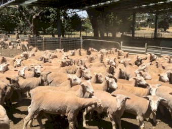 500 shorn Second X Lambs