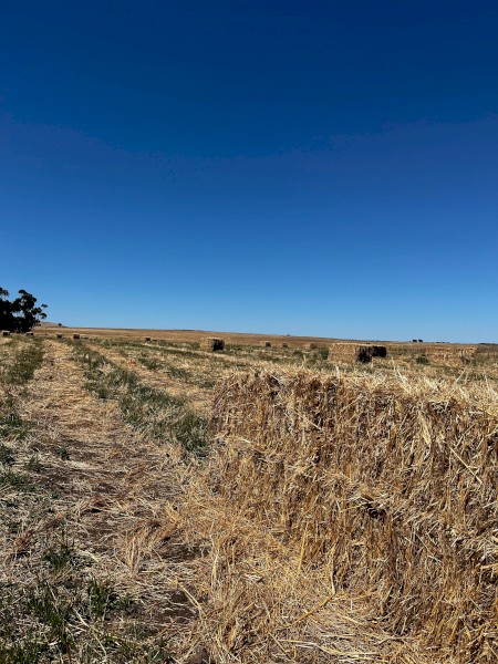 20 x Oaten Hay 8x3x3 Bales