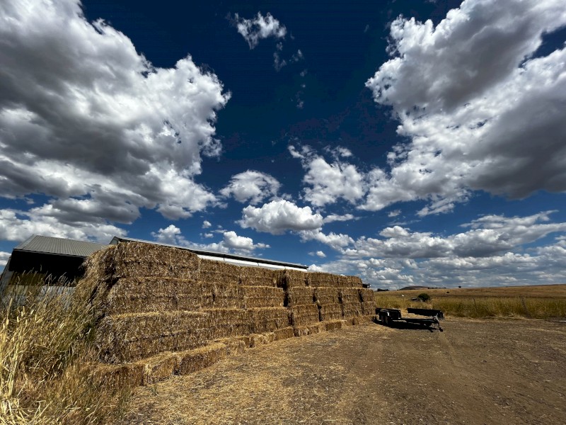 62 x Rye & Clover 8x3x3 Bales