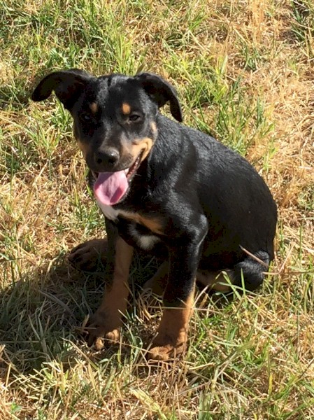 Kelpie Koolie Cross 12 week old pups 