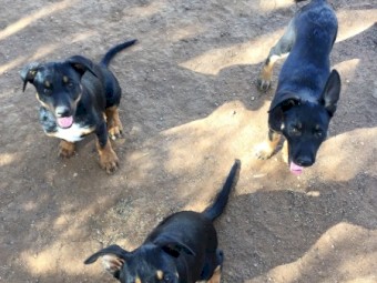 Kelpie Koolie Cross 12 week old pups 