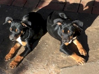 Kelpie Koolie Cross 12 week old pups 