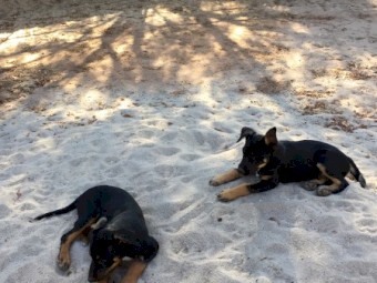 Kelpie Koolie Cross 12 week old pups 