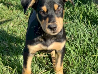 Kelpie pup 10 weeks