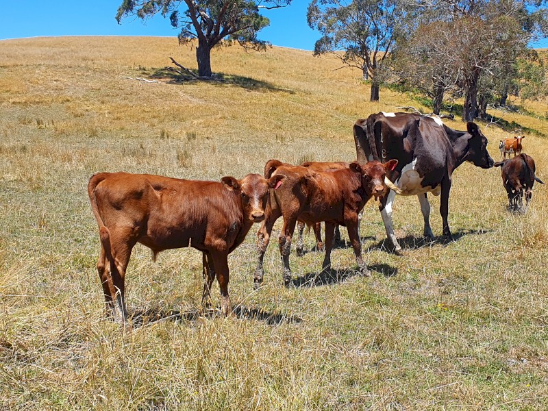 3 dairy cows with 8 calves
