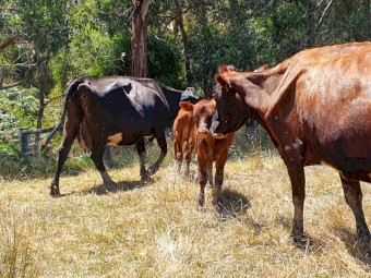 3 dairy cows with 8 calves
