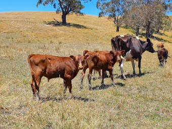3 dairy cows with 8 calves
