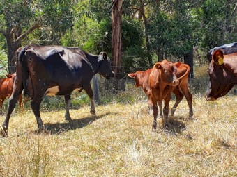 3 dairy cows with 8 calves