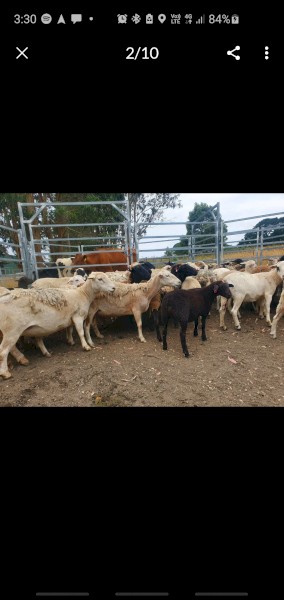 Dorper Ewes and Lambs