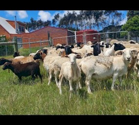 Dorper Ewes and Lambs