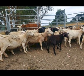 Dorper Ewes and Lambs