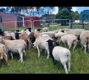 Dorper Ewes and Lambs