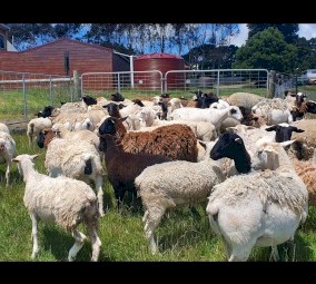 Dorper Ewes and Lambs