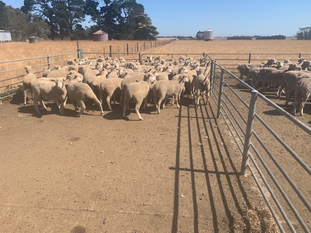 150 Rising 1.5yr old XBred Ewes