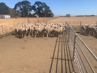 150 Rising 1.5yr old XBred Ewes