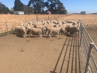 150 Rising 1.5yr old XBred Ewes