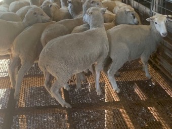 150 Rising 1.5yr old XBred Ewes