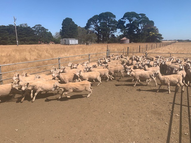 250 2nd X - Shorn Store Lambs