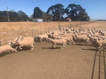 250 2nd X - Shorn Store Lambs