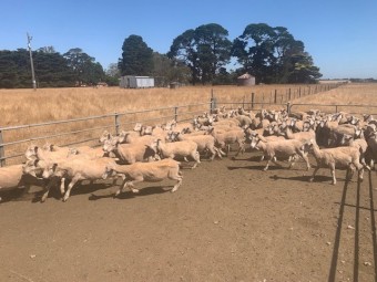 250 2nd X - Shorn Store Lambs