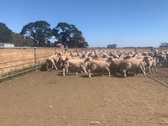 250 2nd X - Shorn Store Lambs