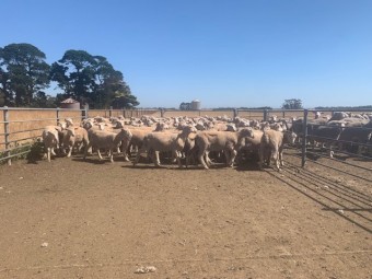 250 2nd X - Shorn Store Lambs