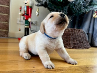 5 Pure Breed Labrador Pups Looking for New Home