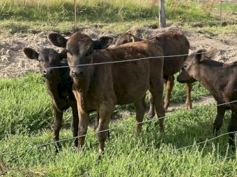 Weaned calves